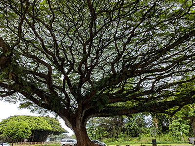 Classical TCM Lineage